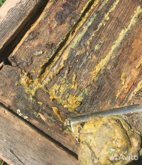 Прополис пчелиный