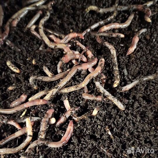 Дендробена черви для рыбалки