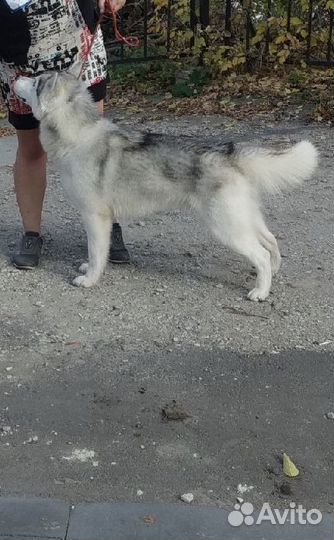 Кобель сибирский хаски.Вязка