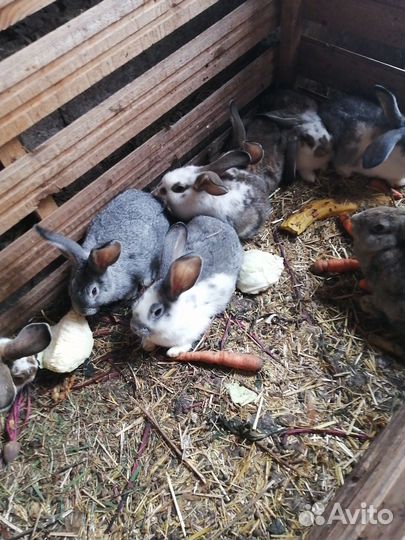Продам кроликов 2 мес