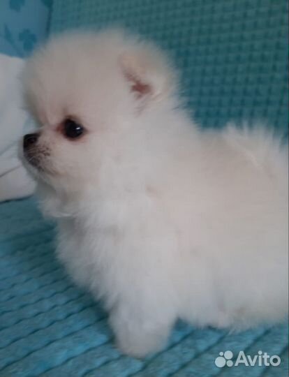 Шпицули лапули