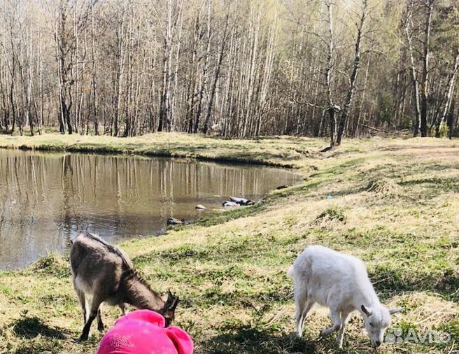 Коза дойная