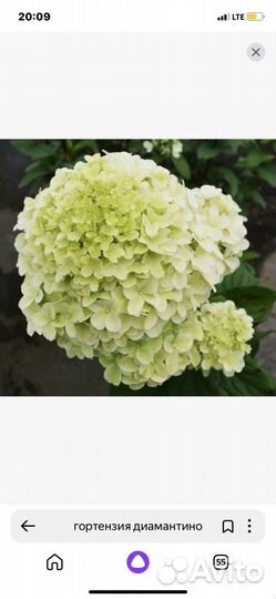 Гортензия саженцы