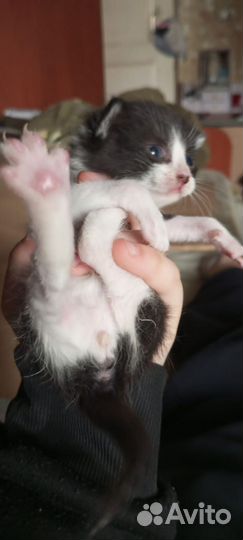 Котятки ищут дом