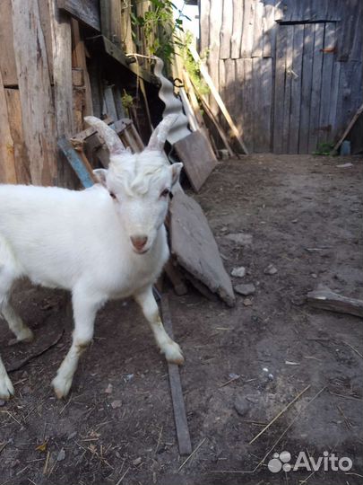 Козлёнок Порода Ламанча