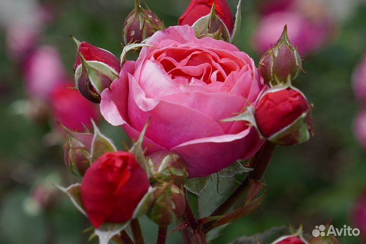 Роза Гартенпринцессин Мари-Хосе