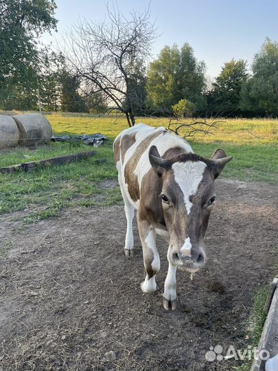 Стельная телка