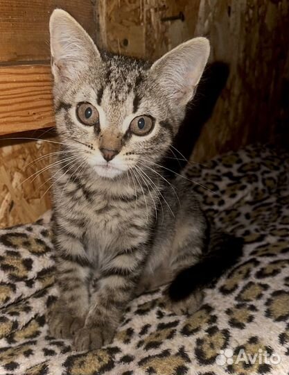 Котята в добрые руки бесплатно