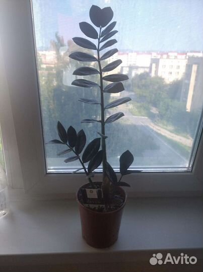 Черный замиокулькас