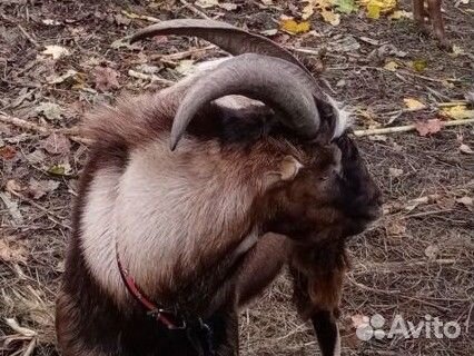 Козы Ламанча