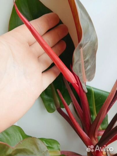 Филодендрон Принц Оранж