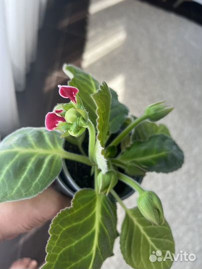 Глоксиния цветущая любая 250