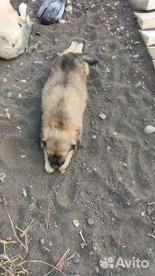 Девочка в добрые руки