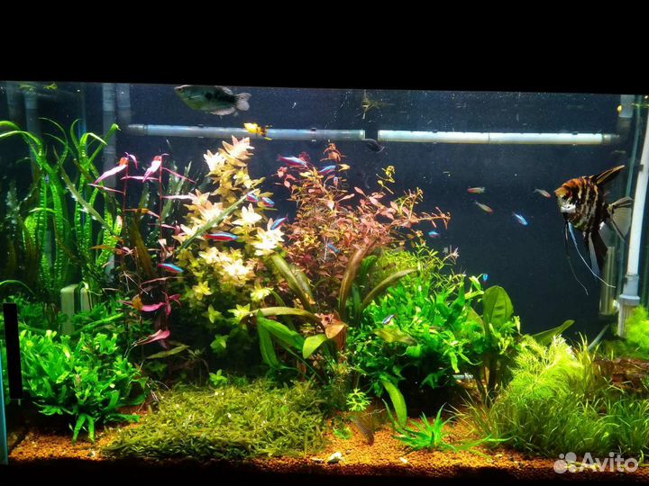 Сайдекс (альгицид на основе глутарового альдегида)