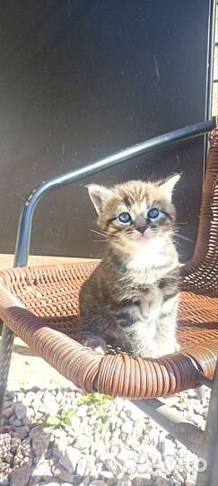 Котята мейн-кун метисы