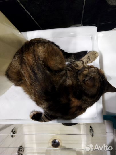 Отдам в хорошие руки стерилизованную кошку