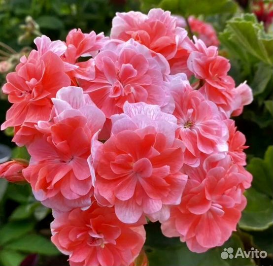 Пеларгония Cara Rosa