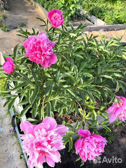 Пионы саженцы