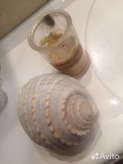 Большая морская ракушка