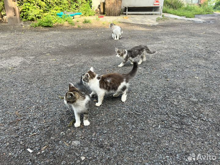 Котята в добрые руки