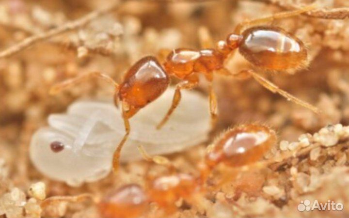 Муравей вор. solenopsis fugax
