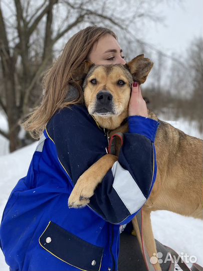 Собака в добрые руки