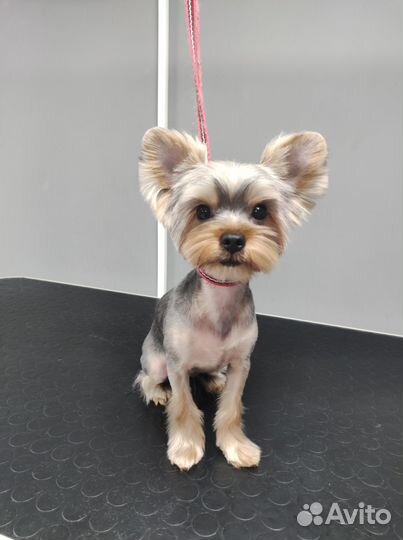 Стрижка собак и кошек, экспресс-линька