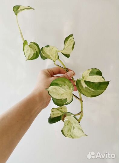 Филодендроны и сциндапсусы