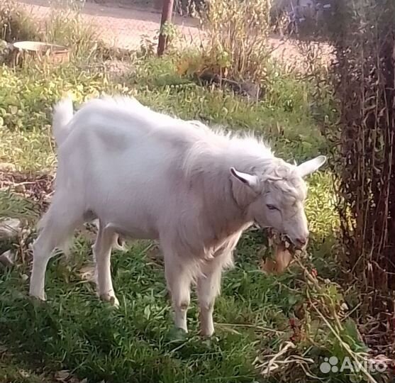 Продам козла
