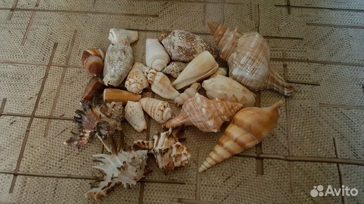Ракушки для аквариума