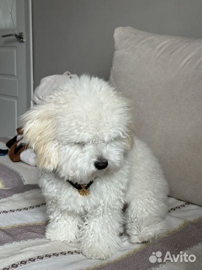 Щенки бишон фризе