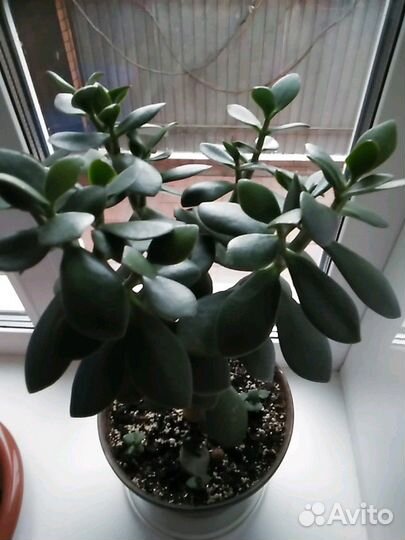 Комнатное денежное дерево