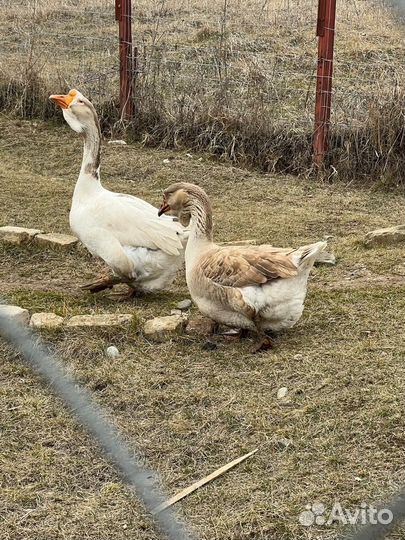 Гусь халмагорские