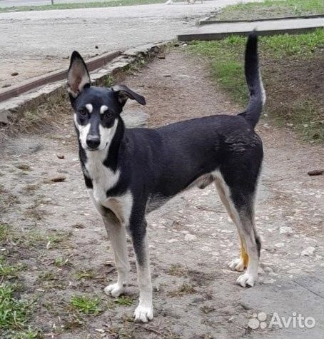 Собака в добрые руки