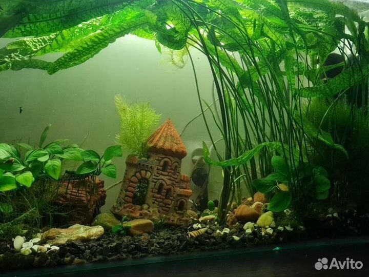 Аквариум
