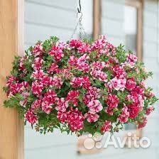 Черенки вегетативной петунии