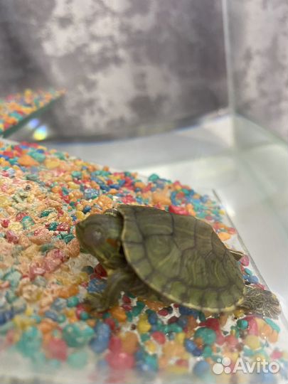 Черепахи водные