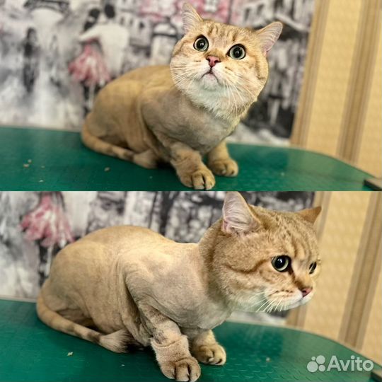 Стрижка,груминг и уход для собак и кошек