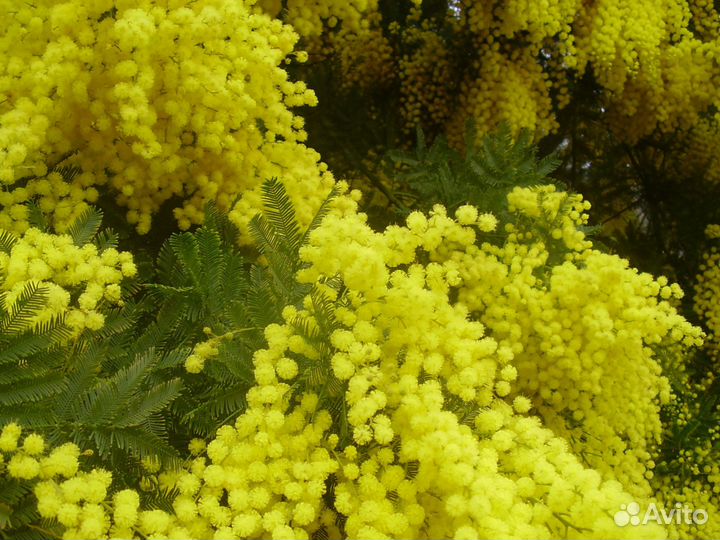 Мимоза оптом