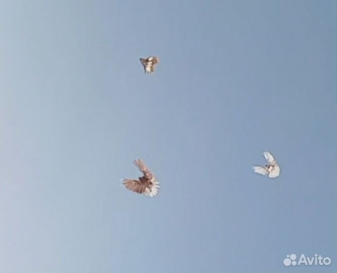 Николаевские голуби. Новосибирск. опт