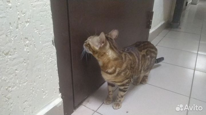 Брошенный ангел (кошка бенгальской породы)