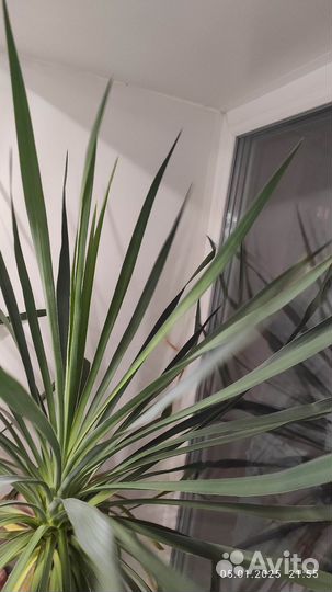 Пальма драцена, юкка