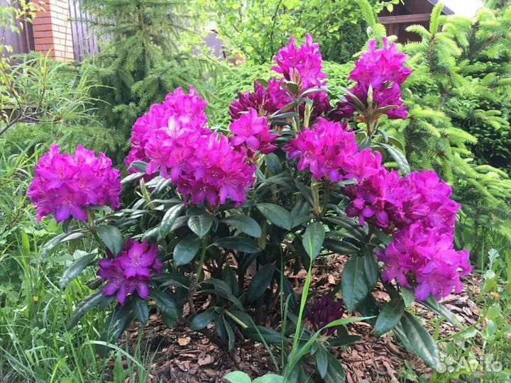 Рододендрон