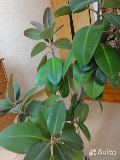 Фикус высочайший