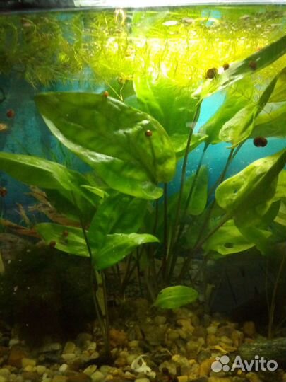 Аквариумные растения прополка