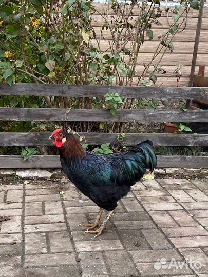 Молодые петухи