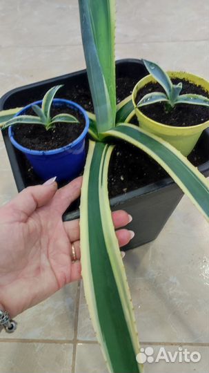 Агава американская вариегатная