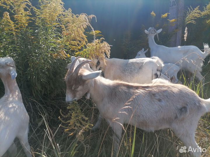 Козочки, 6 месяцев