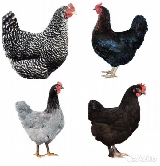 Куры молодки