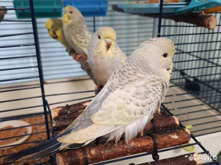 Волнистый попугай, ввп, птенцы